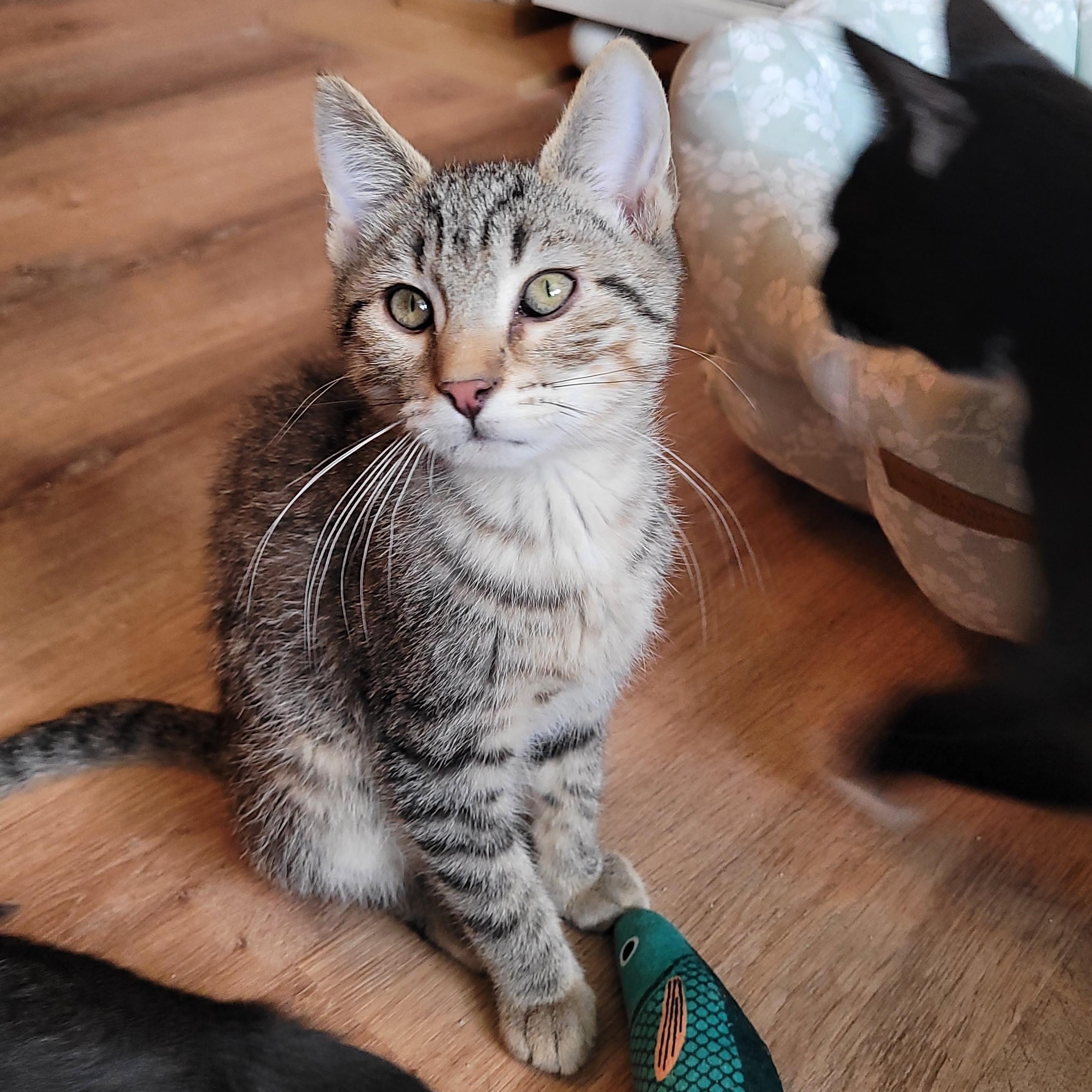 Furby, a ADOPTABLE Domestic Short Hair in Indianapolis, IN image 4/6