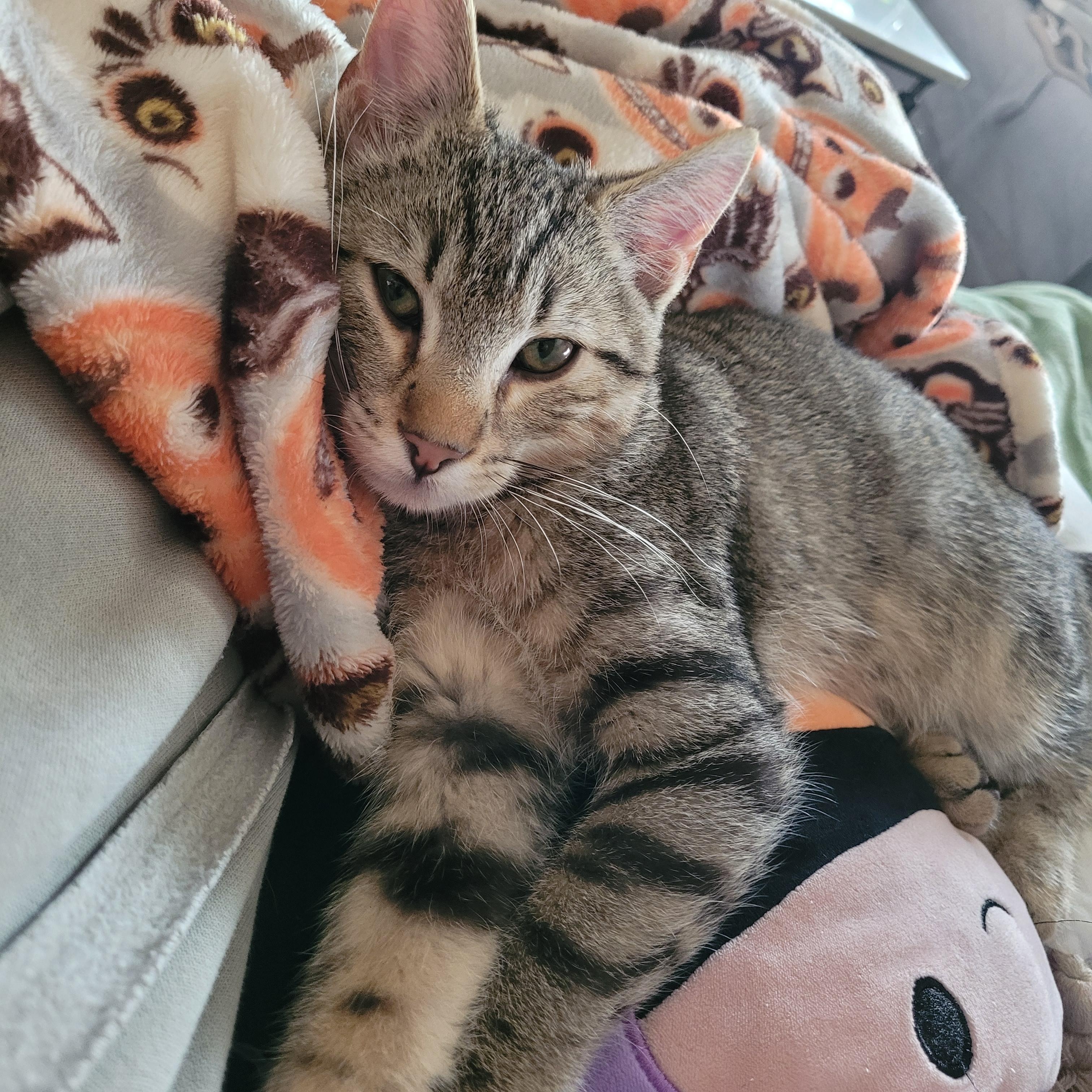 Furby, ADOPTABLE, Kitten Male Domestic Short Hair.