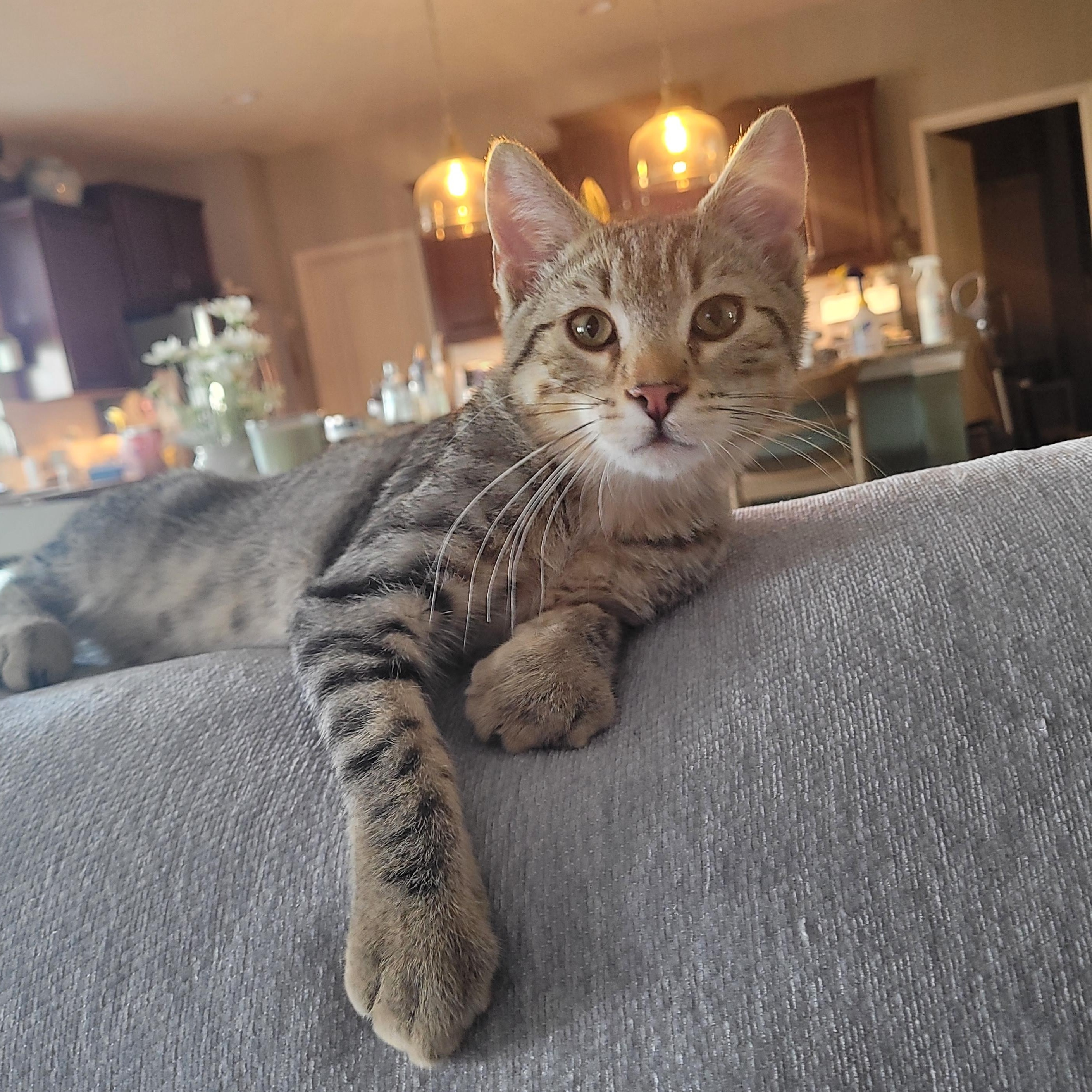 Furby, a ADOPTABLE Domestic Short Hair in Indianapolis, IN image 2/6