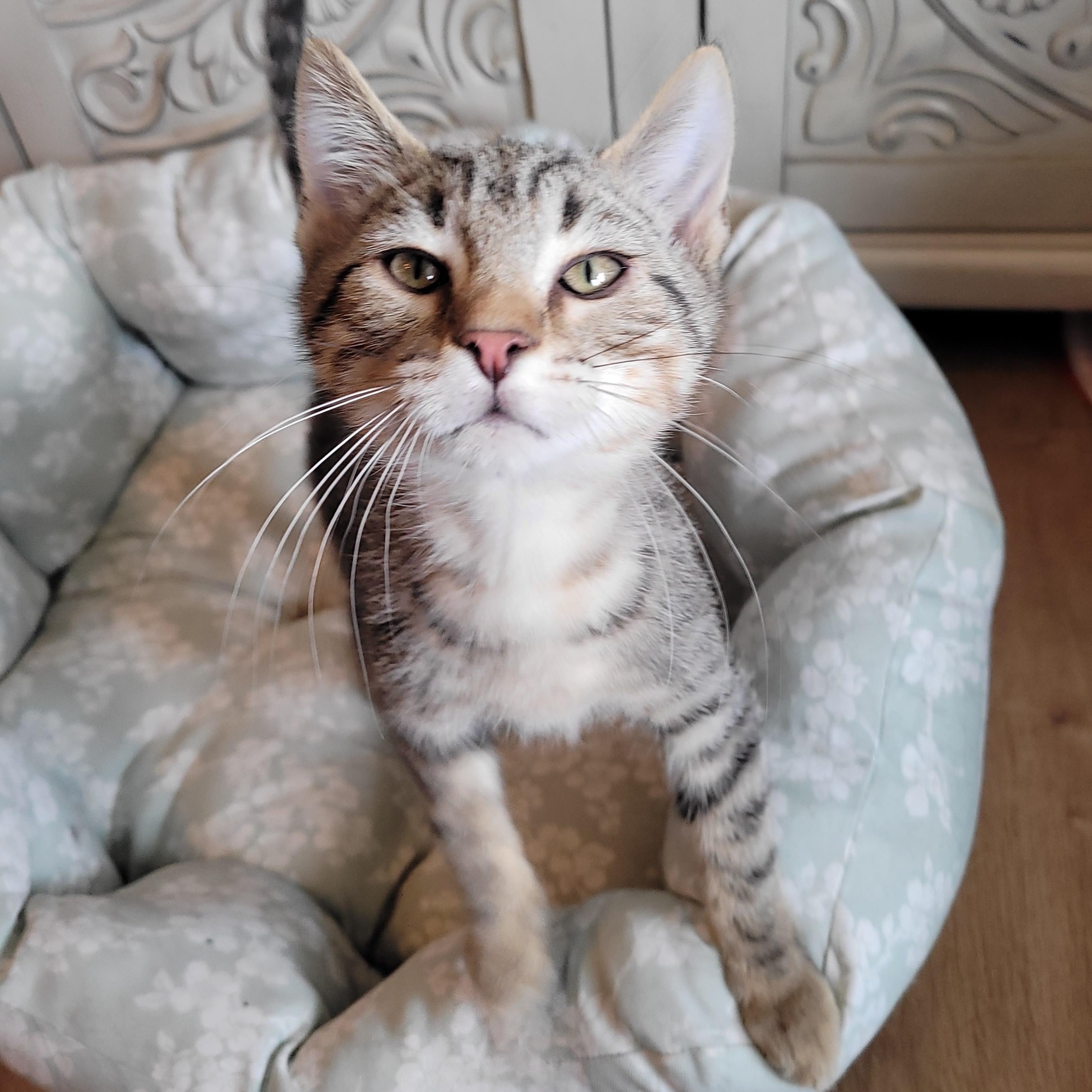 Furby, a ADOPTABLE Domestic Short Hair in Indianapolis, IN image 6/6