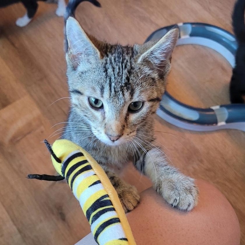 Furby, a ADOPTABLE Domestic Short Hair in Indianapolis, IN image 3/6