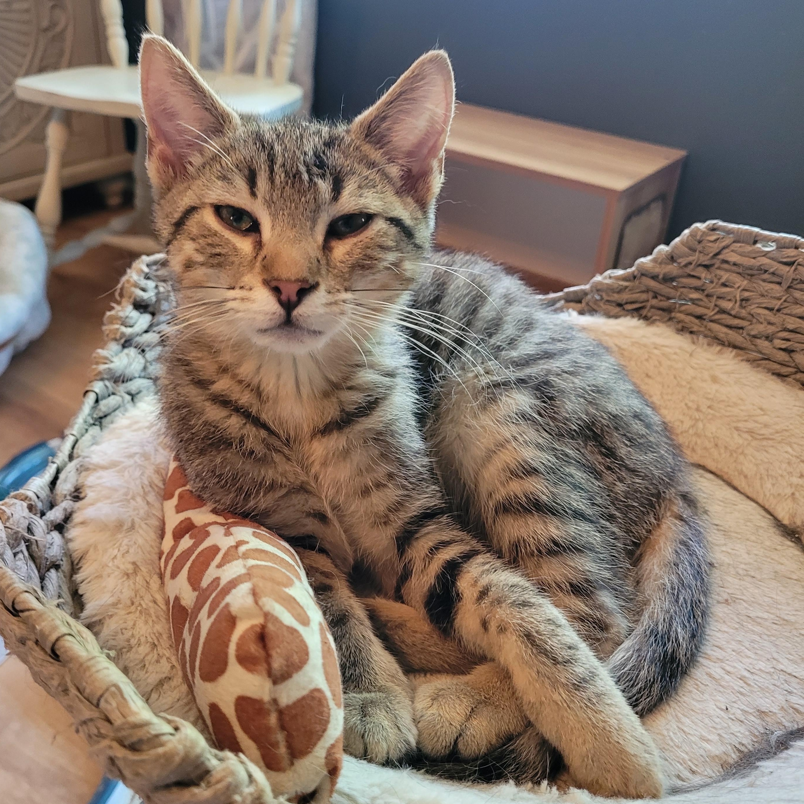 Furby, a ADOPTABLE Domestic Short Hair in Indianapolis, IN image 5/6