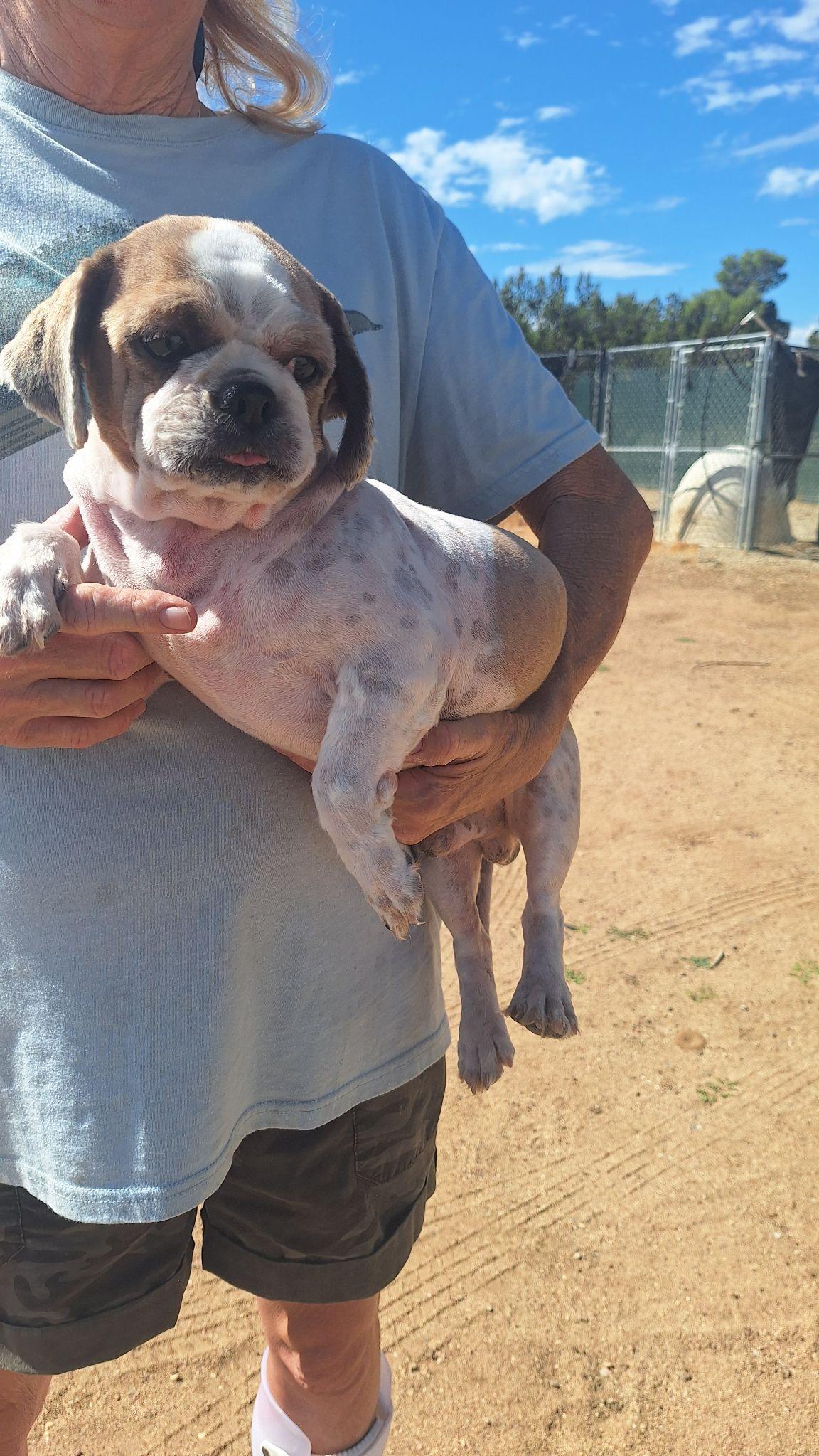 Kevin, Adoptable, Adult Male Shih Tzu.