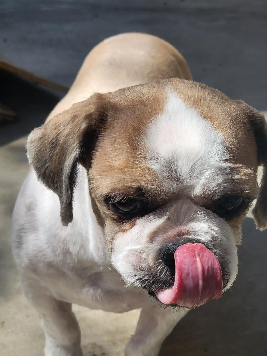 Kevin, a Adoptable Shih Tzu in Los Angeles, CA image 4/6