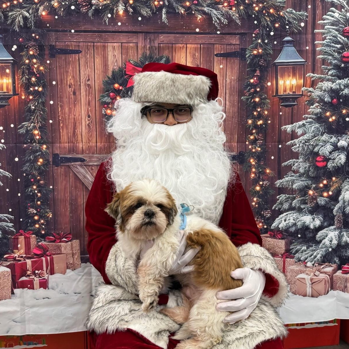 Enlarge Kevin, a Adoptable Shih Tzu in Los Angeles, CA image 5/5