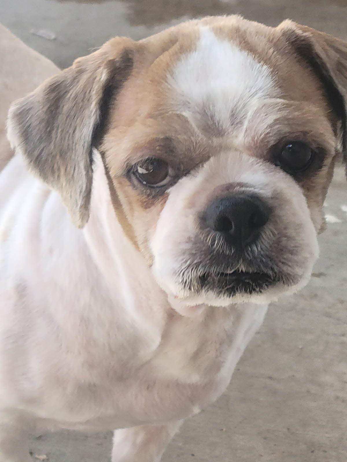 Kevin, a Adoptable Shih Tzu in Los Angeles, CA image 6/6