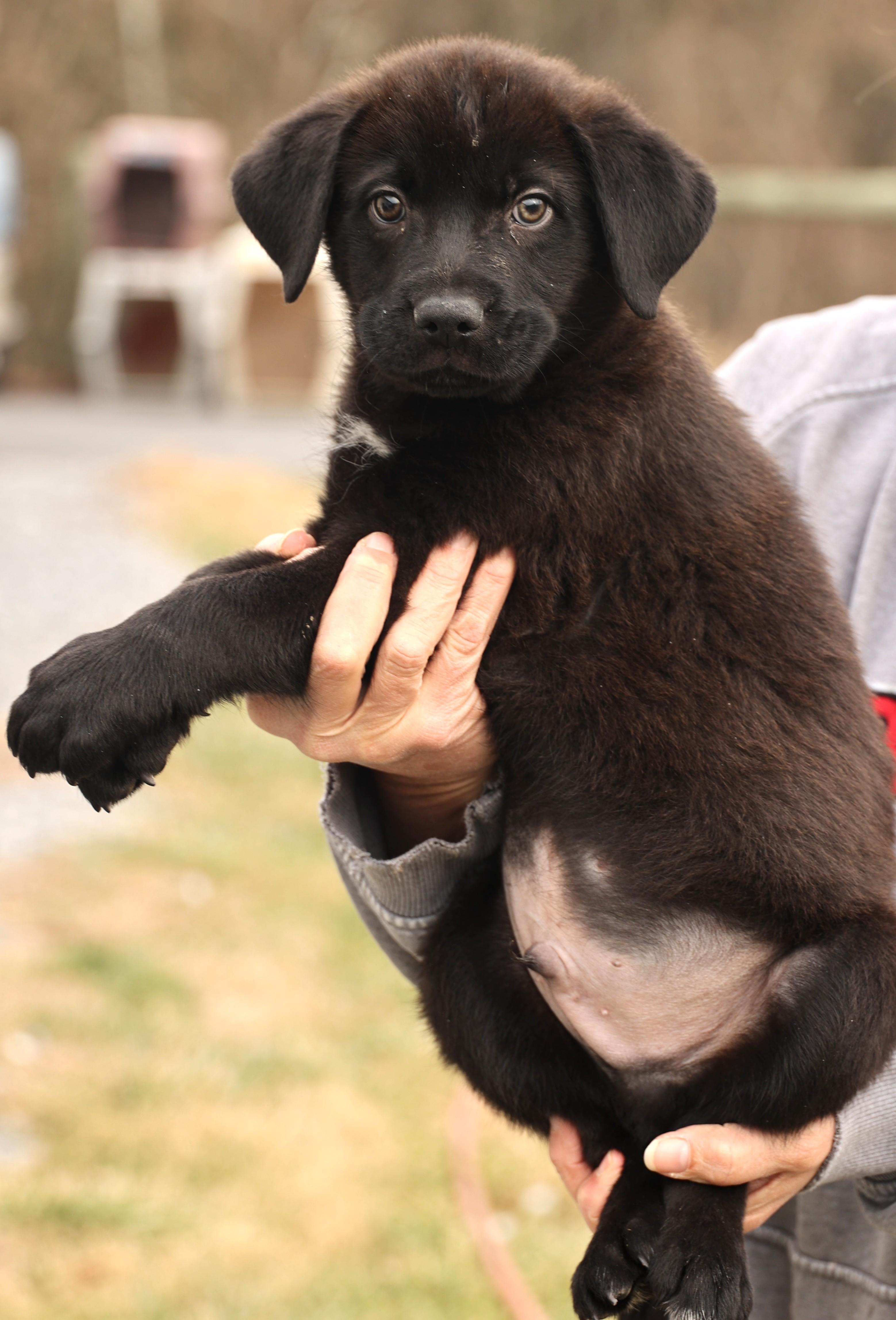 Enlarge Arlo-Available! www.lhar.dog to apply! , an adoptable mixed breed in Frederick, MD image 4/6