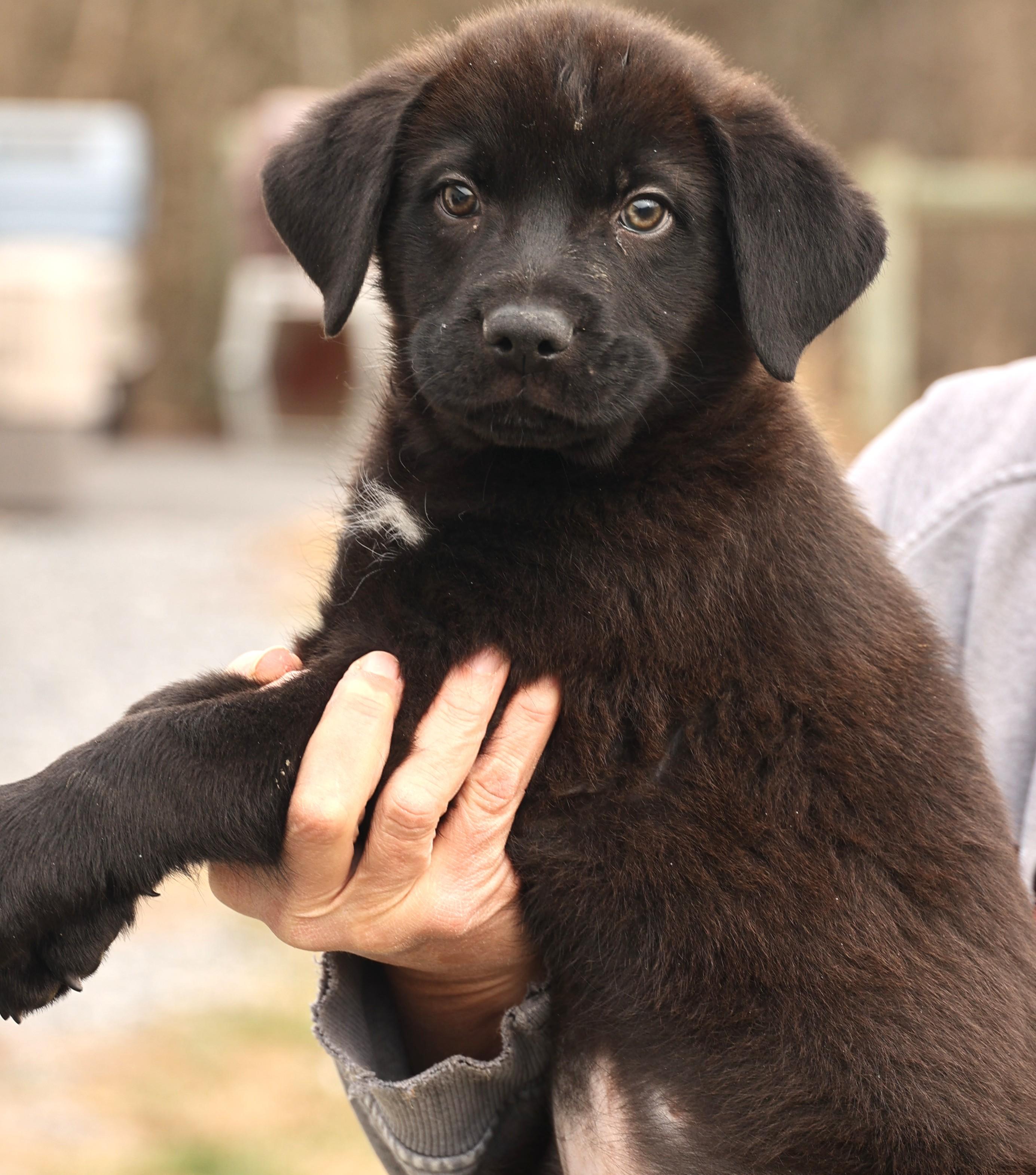 Enlarge Arlo-Available! www.lhar.dog to apply! , an adoptable mixed breed in Frederick, MD image 3/6