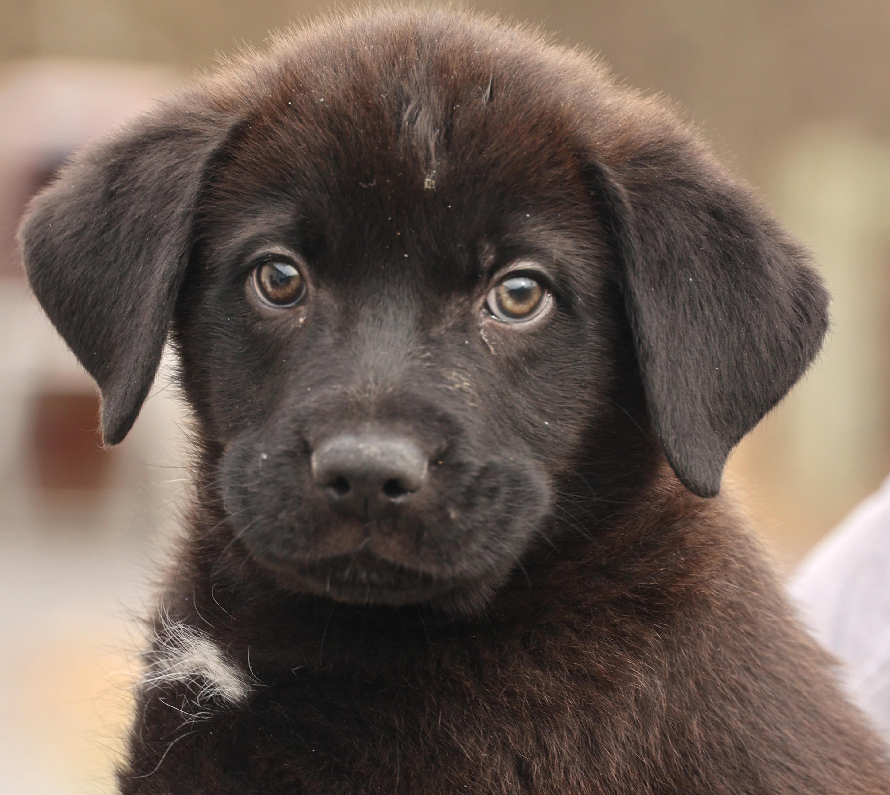 Arlo-Available! www.lhar.dog to apply! , adoptable, Puppy Male Labrador Retriever & Collie.