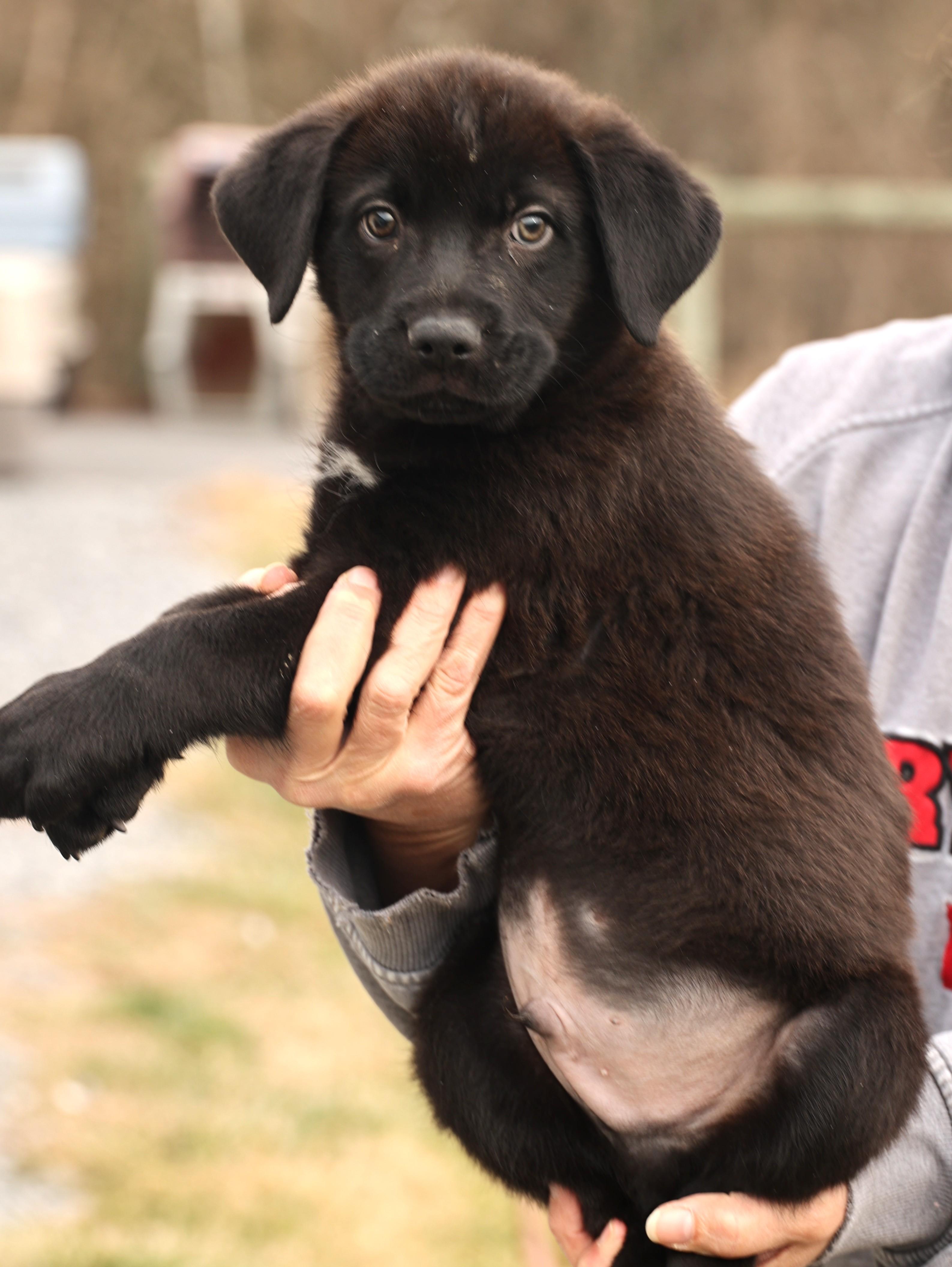 Enlarge Arlo-Available! www.lhar.dog to apply! , an adoptable mixed breed in Frederick, MD image 6/6