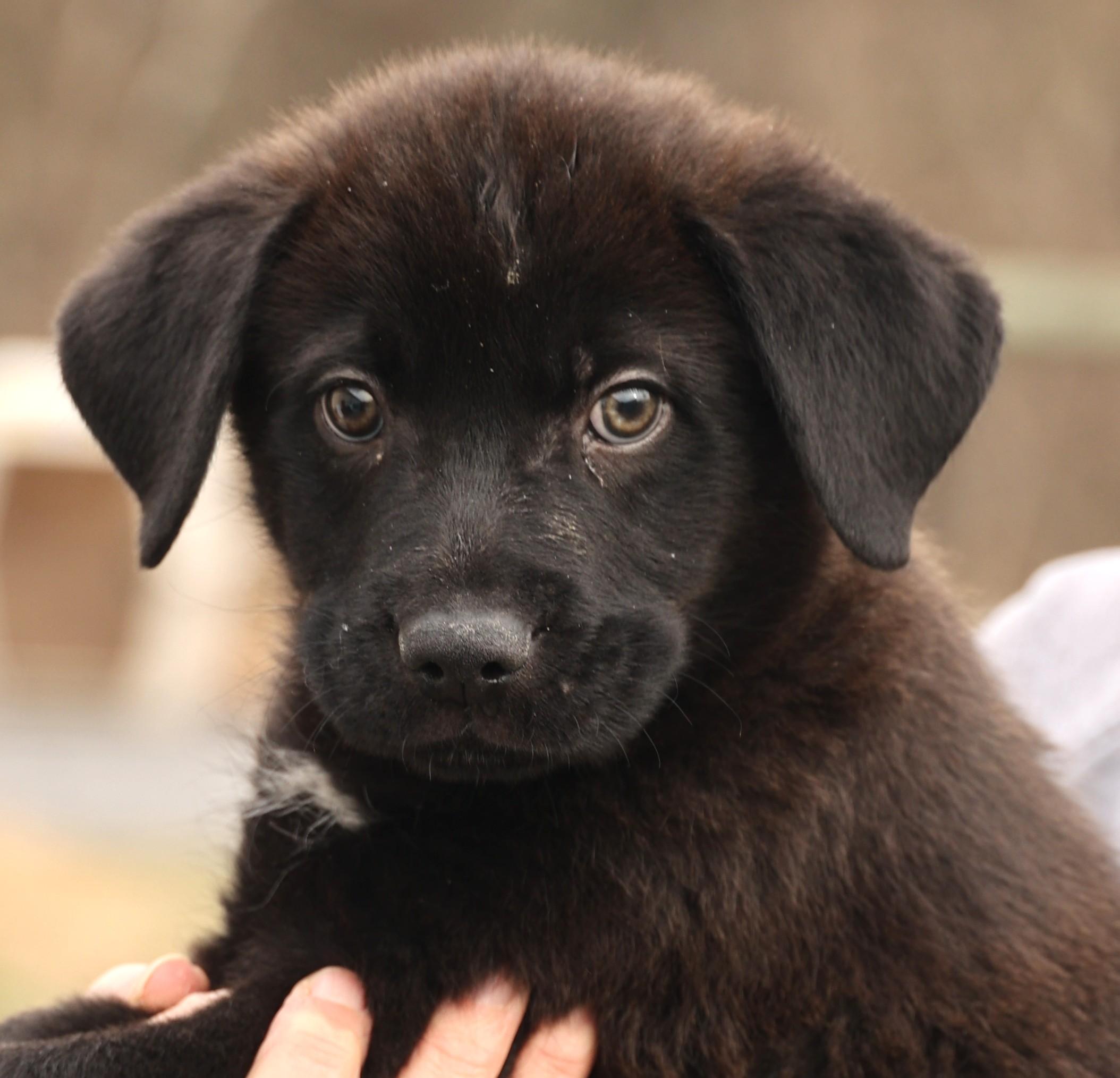 Enlarge Arlo-Available! www.lhar.dog to apply! , an adoptable mixed breed in Frederick, MD image 2/6