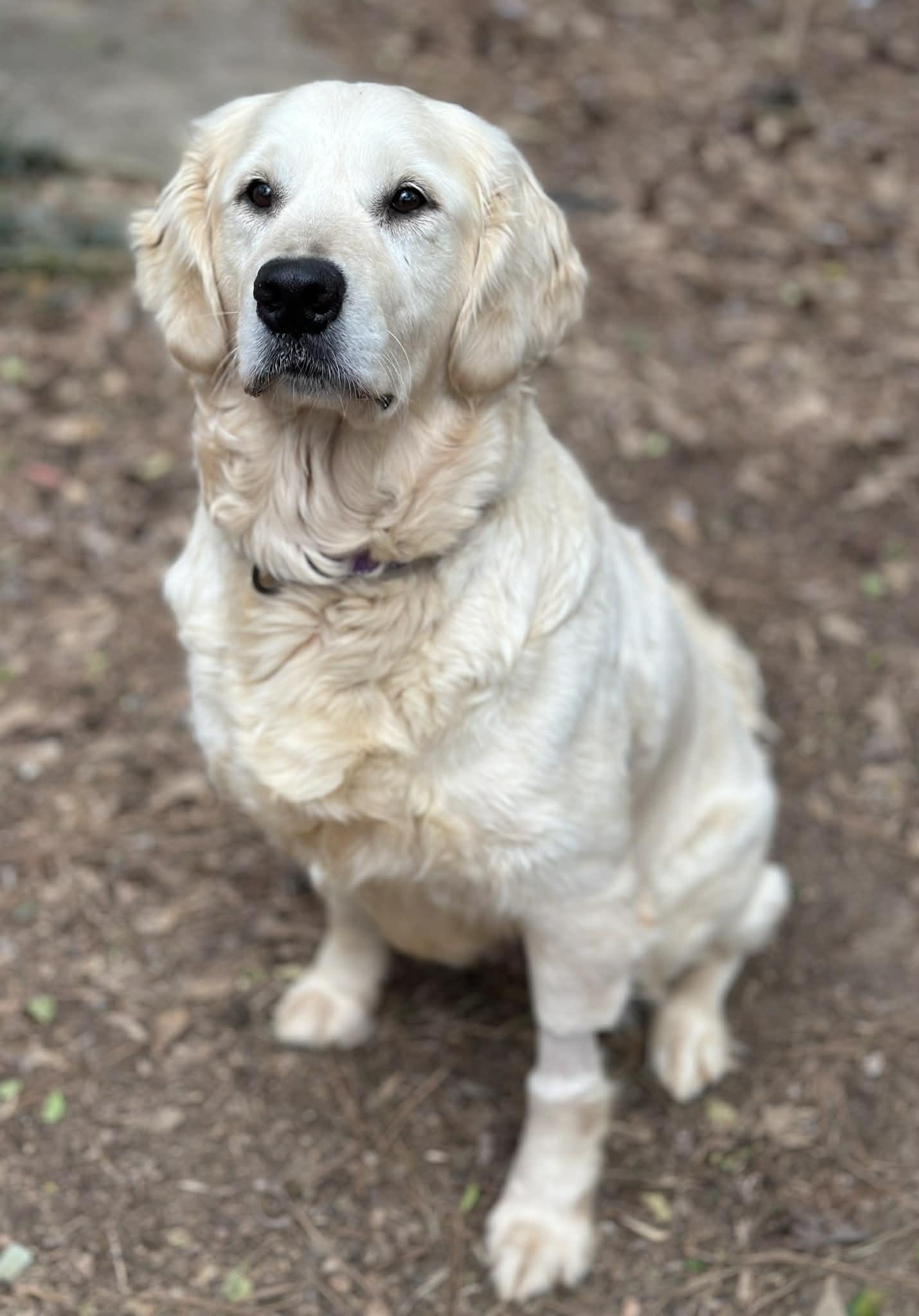Lainey, a ADOPTABLE Golden Retriever in Atlanta, GA image 2/6