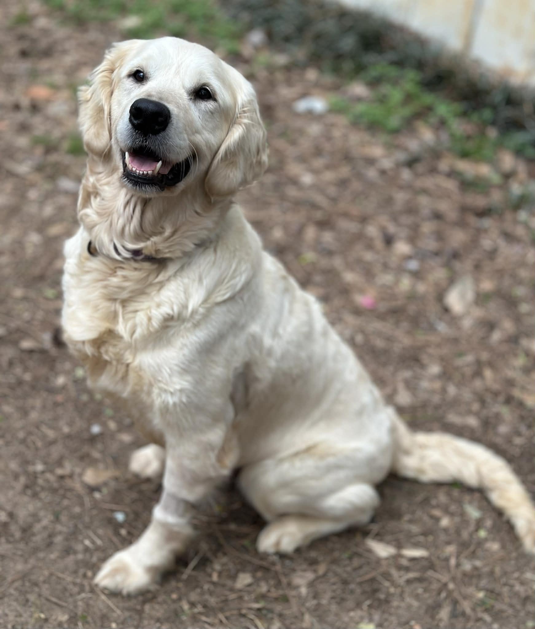 Lainey, a ADOPTABLE Golden Retriever in Atlanta, GA image 4/6