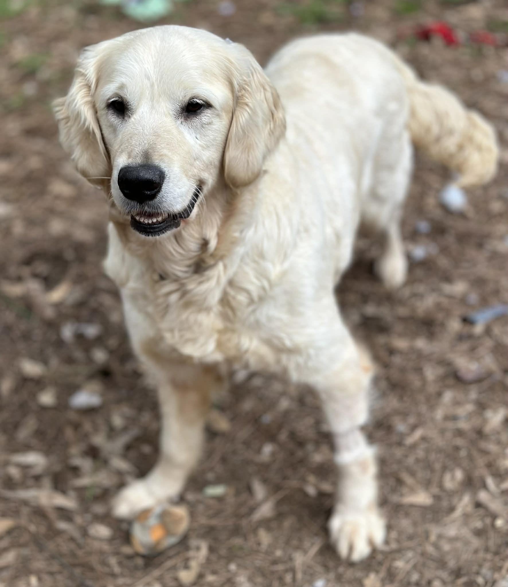 Lainey, a ADOPTABLE Golden Retriever in Atlanta, GA image 5/6