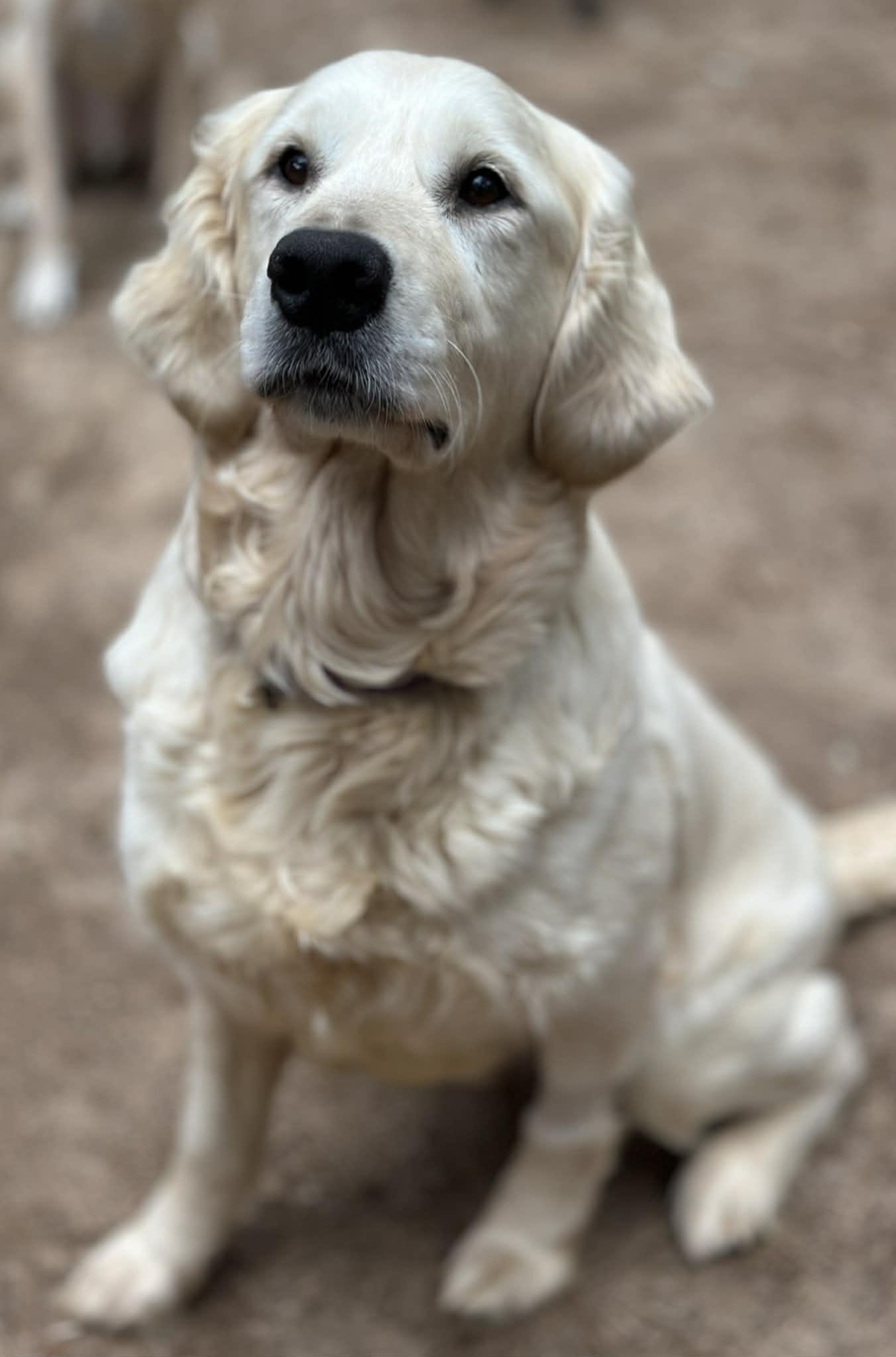 Lainey, a ADOPTABLE Golden Retriever in Atlanta, GA image 6/6