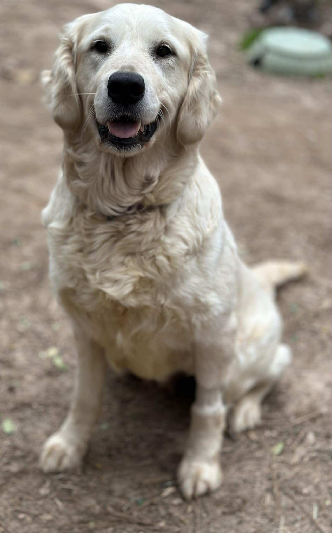 Lainey, a ADOPTABLE Golden Retriever in Atlanta, GA image 3/6