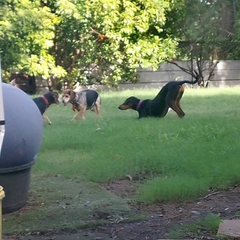 Enlarge Remy, an adopted Doberman Pinscher in Lavon, TX image 2/5