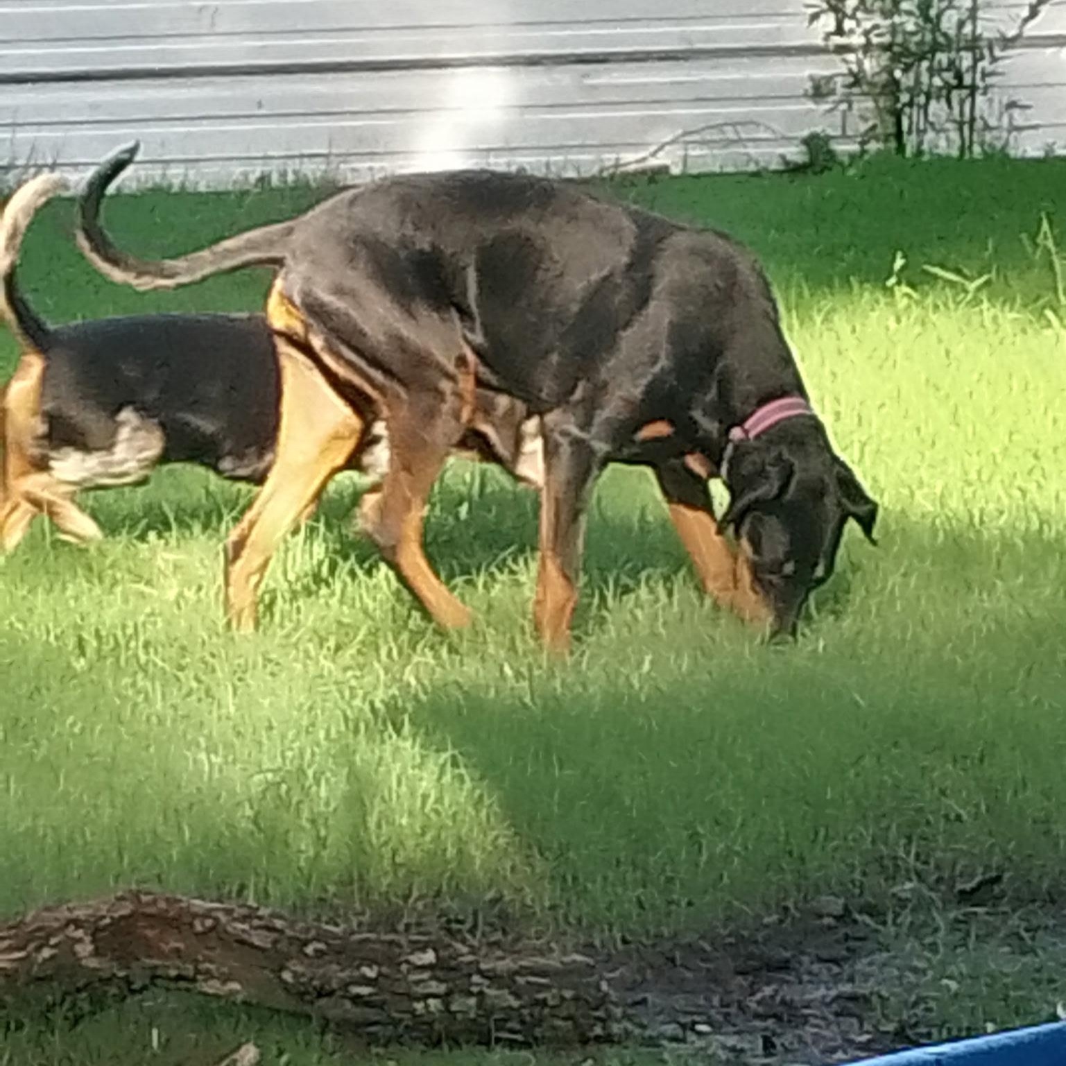 Enlarge Remy, an adopted Doberman Pinscher in Lavon, TX image 4/5