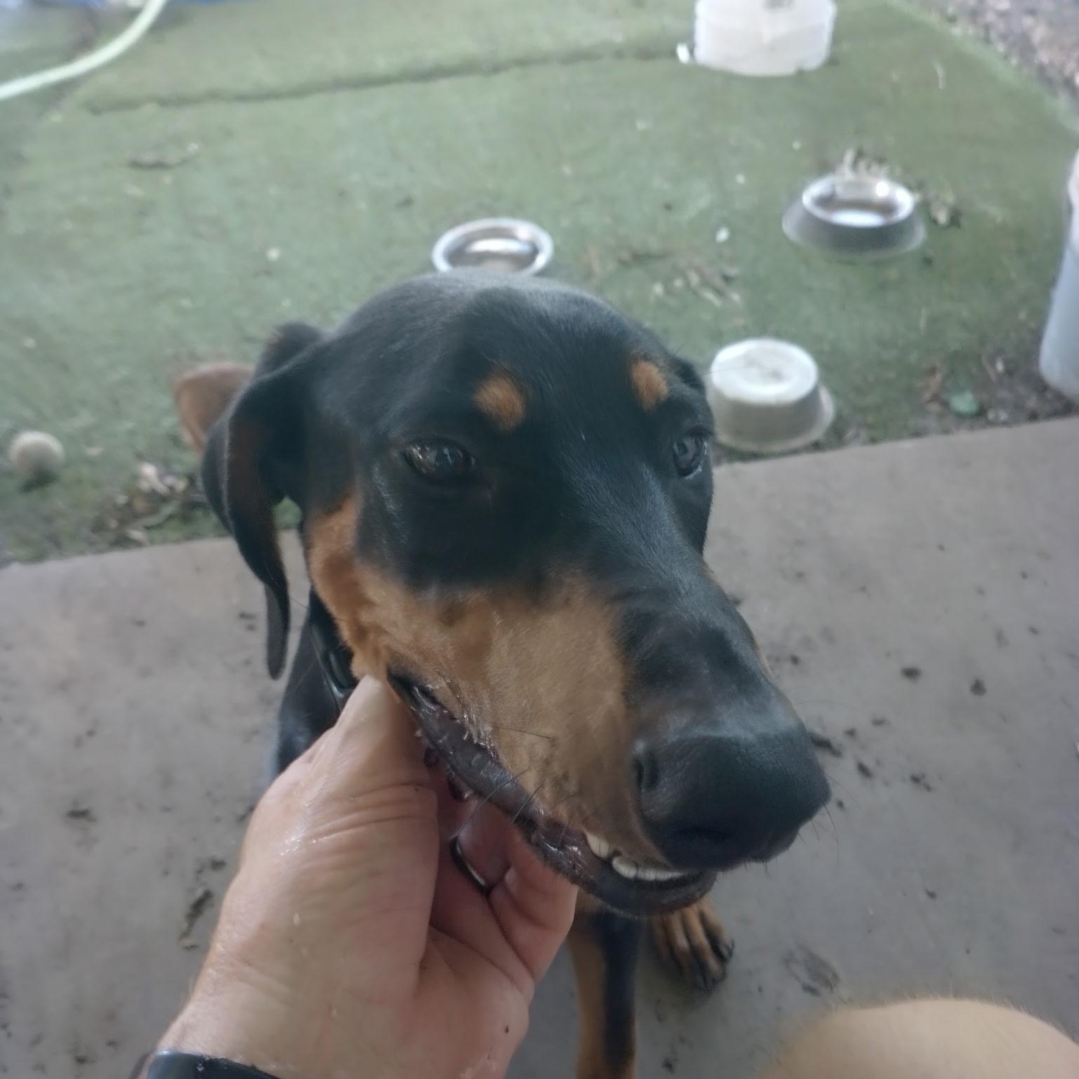 Enlarge Remy, an adopted Doberman Pinscher in Lavon, TX image 1/5