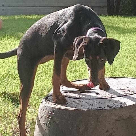 Enlarge Remy, an adopted Doberman Pinscher in Lavon, TX image 5/5