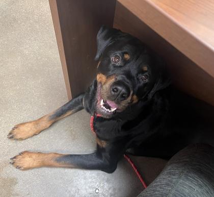 Enlarge Lenny, a Adoptable mixed breed in Burlington, WI image 1/4