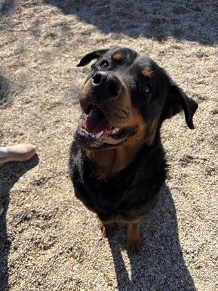 Lenny, Adoptable, Adult Male Rottweiler & Mixed Breed.