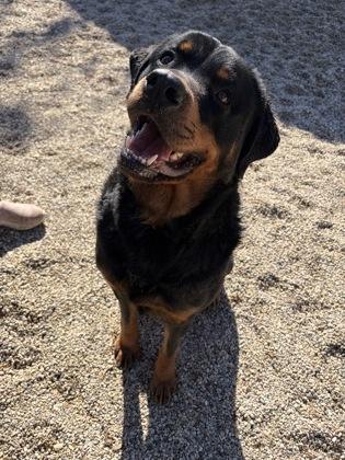 Lenny, a Adoptable mixed breed in Burlington, WI image 2/3