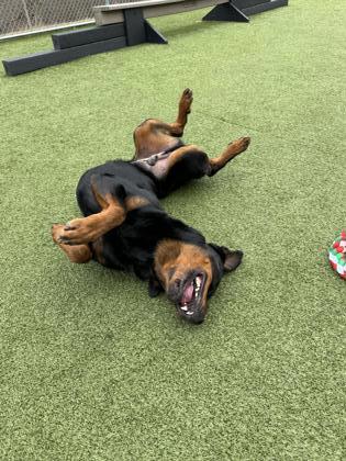 Lenny, a Adoptable mixed breed in Burlington, WI image 3/3
