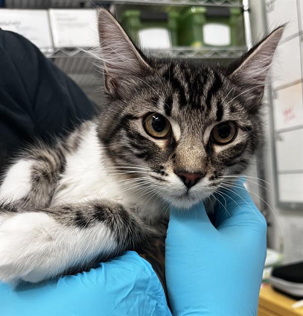 Enlarge NUGGET, a Adoptable Domestic Medium Hair in Alameda, CA image 1/1