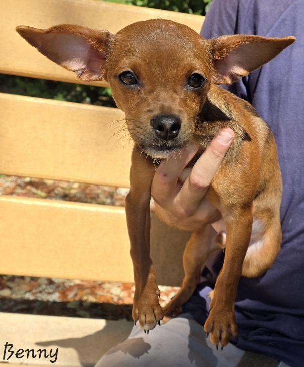 Benny, an adopted mixed breed in Key Largo, FL image 2/3