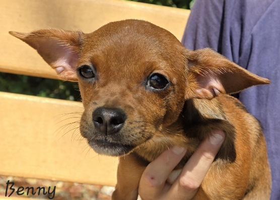 Benny, an adopted mixed breed in Key Largo, FL image 3/3