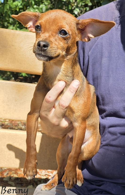 Benny, adopted, Puppy Male Chihuahua.