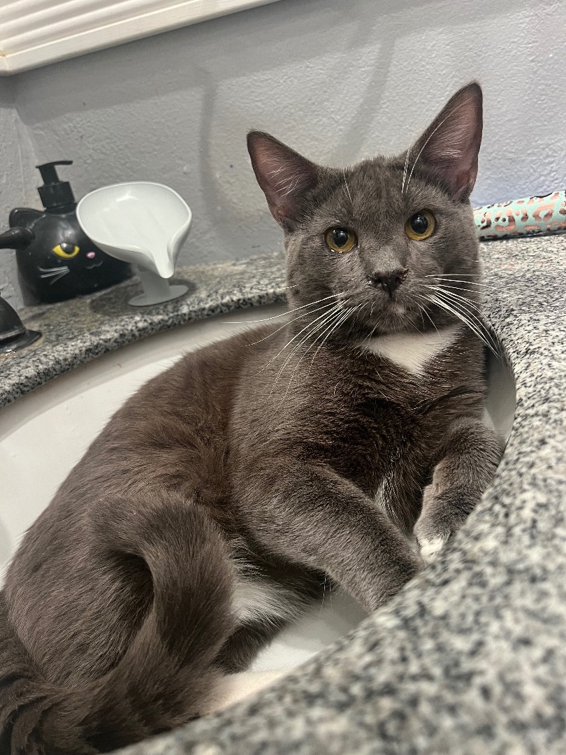 Enlarge Shade , a Adoptable Domestic Short Hair in San Jose, CA image 5/6