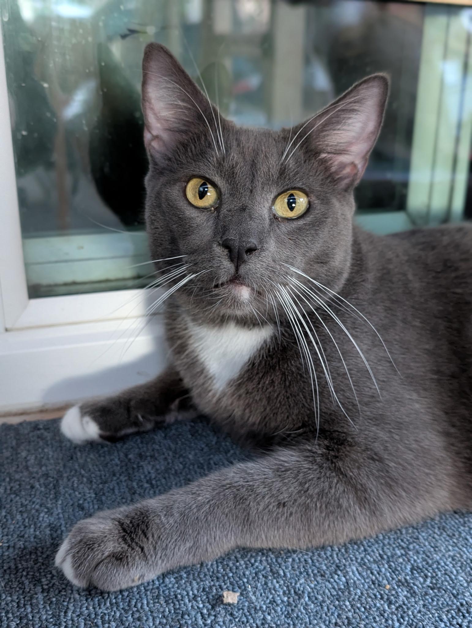 Enlarge Shade , a Adoptable Domestic Short Hair in San Jose, CA image 5/6