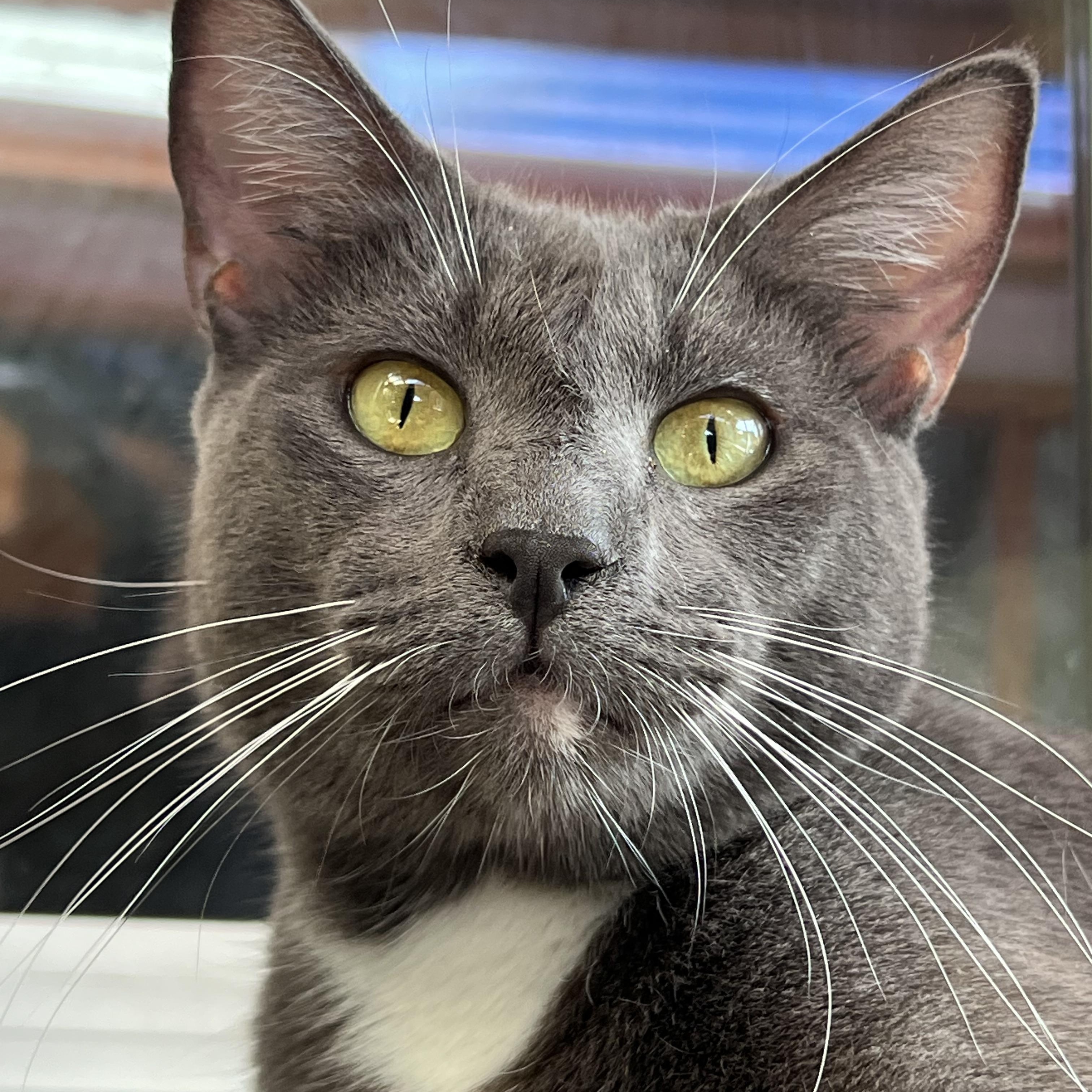 Shade , Adoptable, Adult Male Domestic Short Hair.