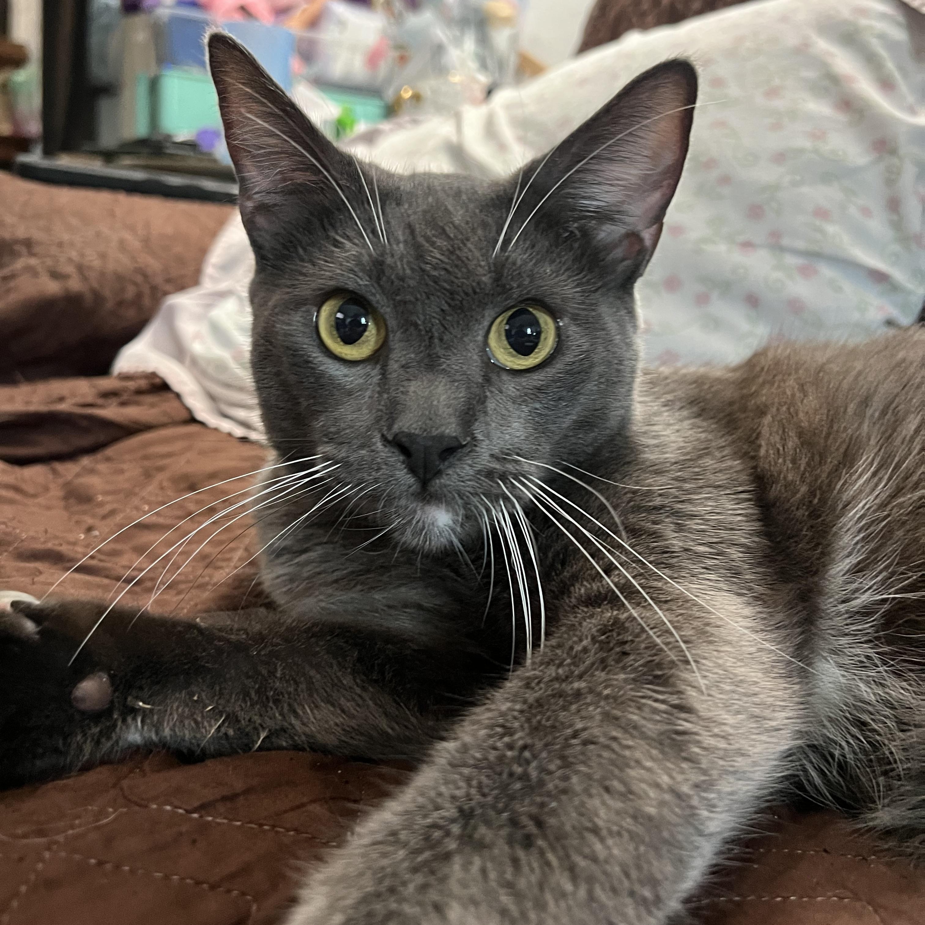 Enlarge Shade , a Adoptable Domestic Short Hair in San Jose, CA image 6/6