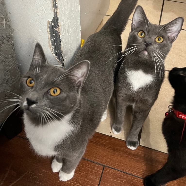 Enlarge Shade , a Adoptable Domestic Short Hair in San Jose, CA image 4/6