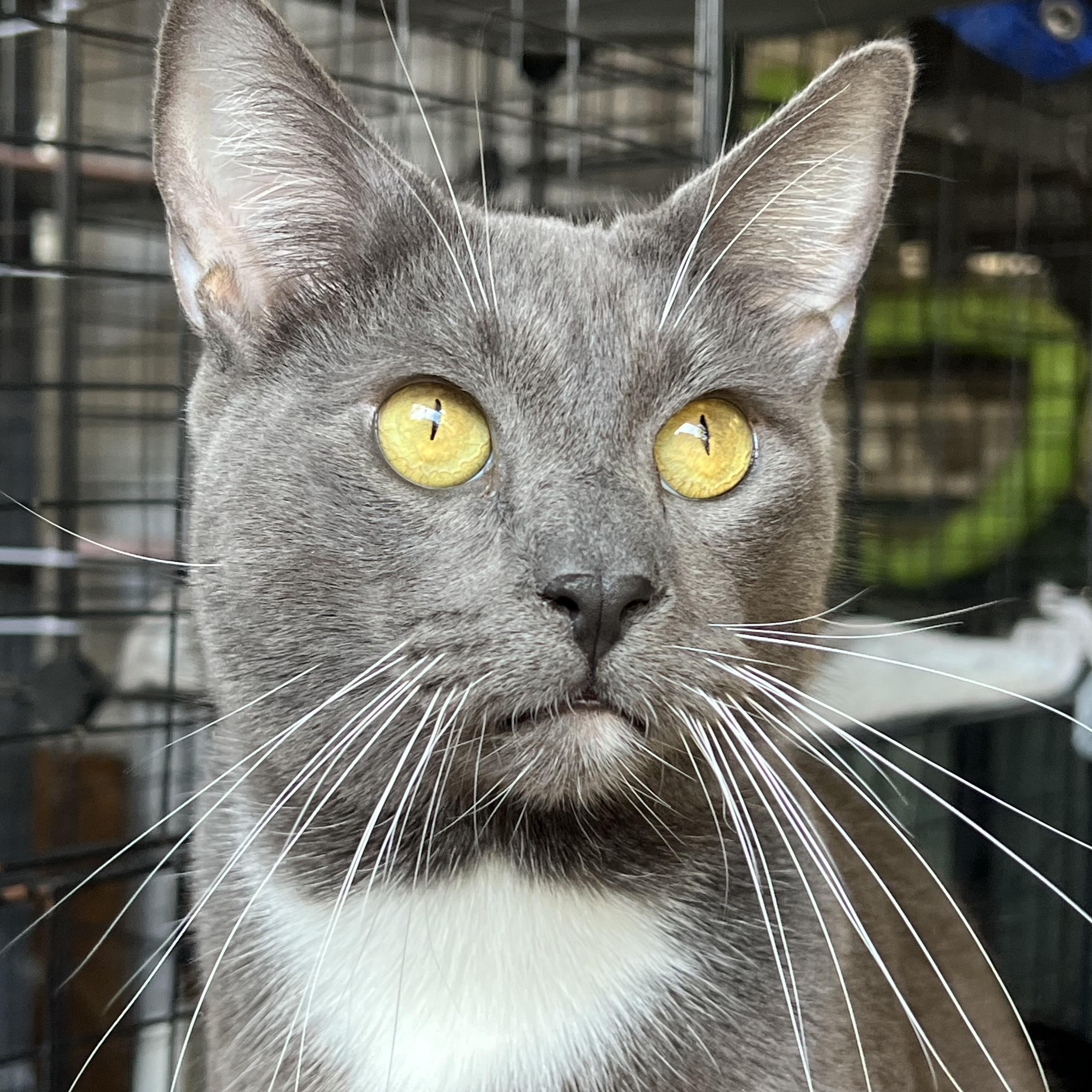 Shade , Adoptable, Adult Male Domestic Short Hair.