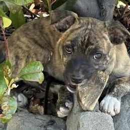 Jess, ADOPTABLE, Puppy Female Catahoula Leopard Dog & Chihuahua.