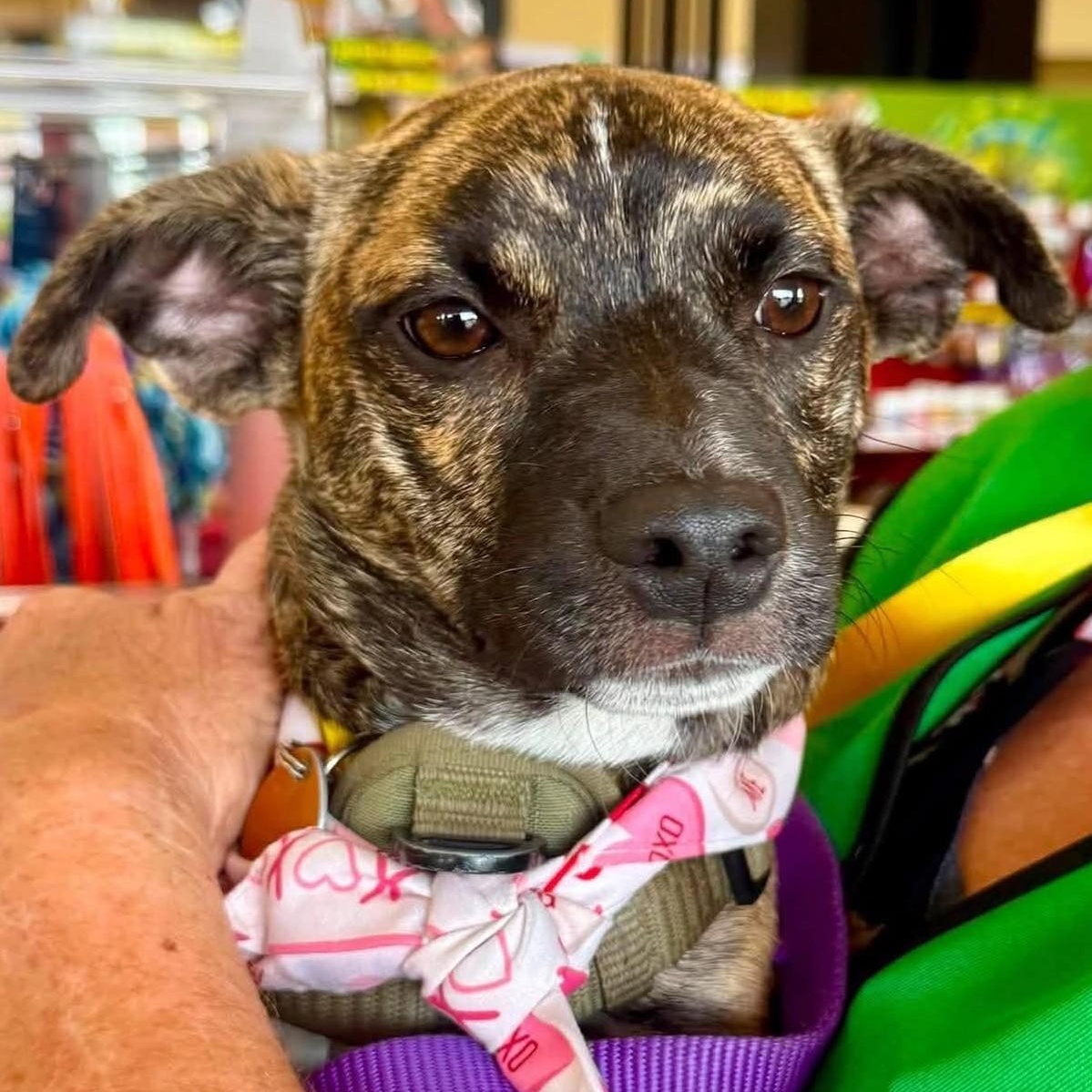 Jess, adoptable, Puppy Female Catahoula Leopard Dog & Chihuahua.