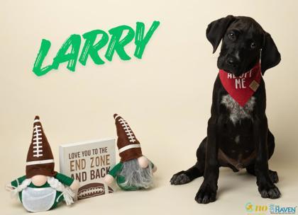 Larry, Adoptable, Puppy Male Labrador Retriever & Mixed Breed.