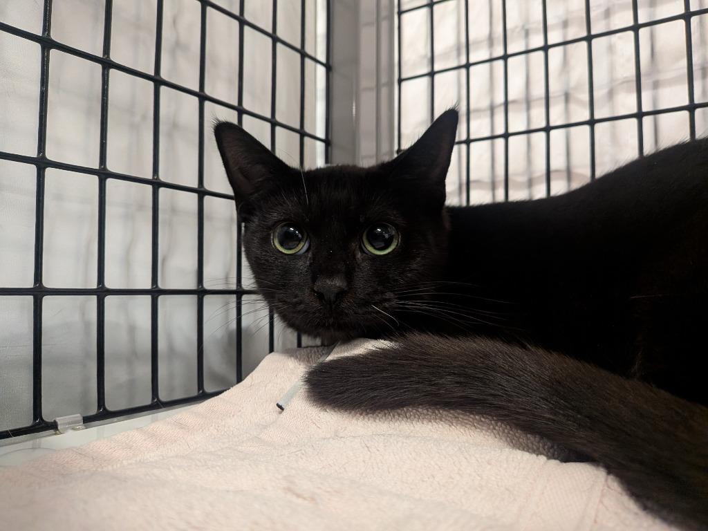 Baby Doll, Adoptable, Young Female Domestic Short Hair.