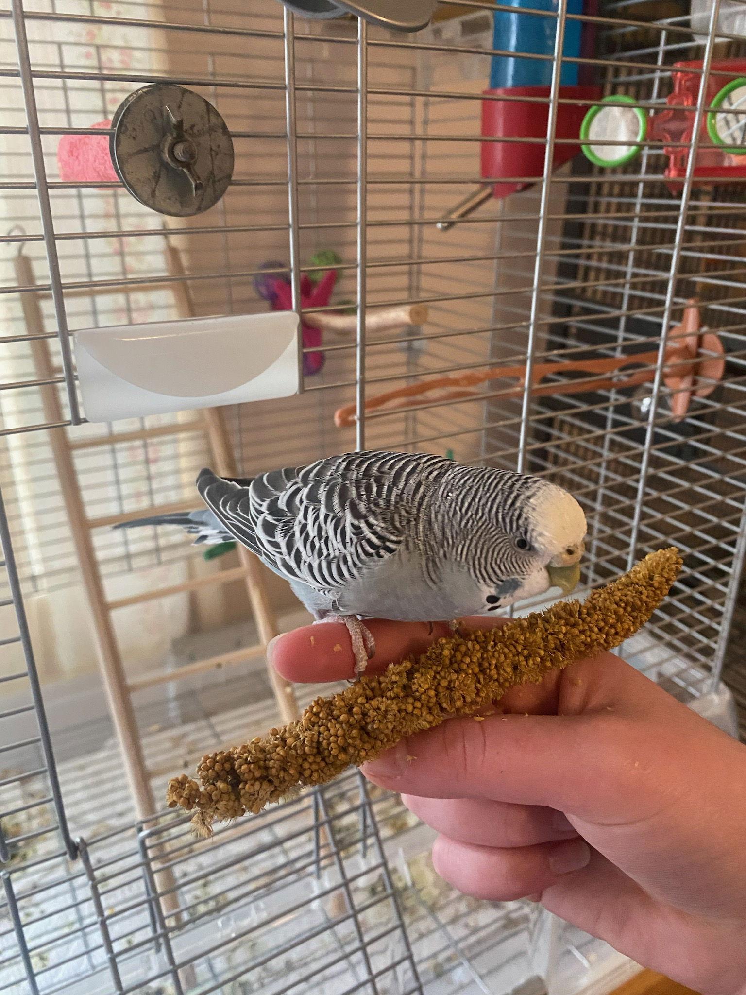 Enlarge Picasso, a Adoptable Budgie / Budgerigar in Belford, NJ image 1/3