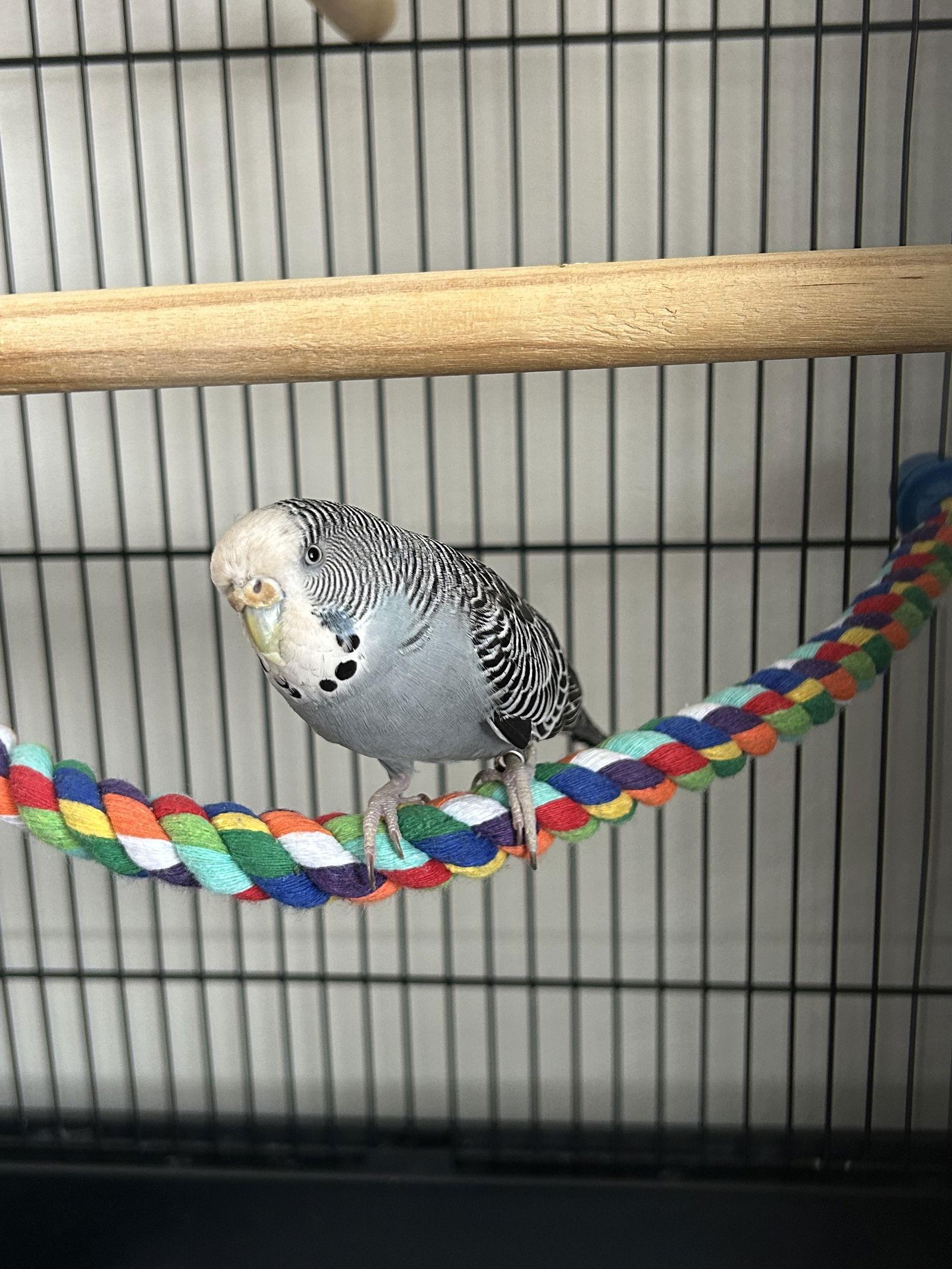 Enlarge Picasso, a Adoptable Budgie / Budgerigar in Belford, NJ image 2/3