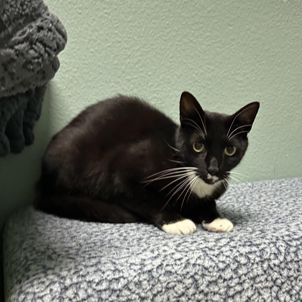 Fantasia, Adoptable, Adult Female Domestic Short Hair.