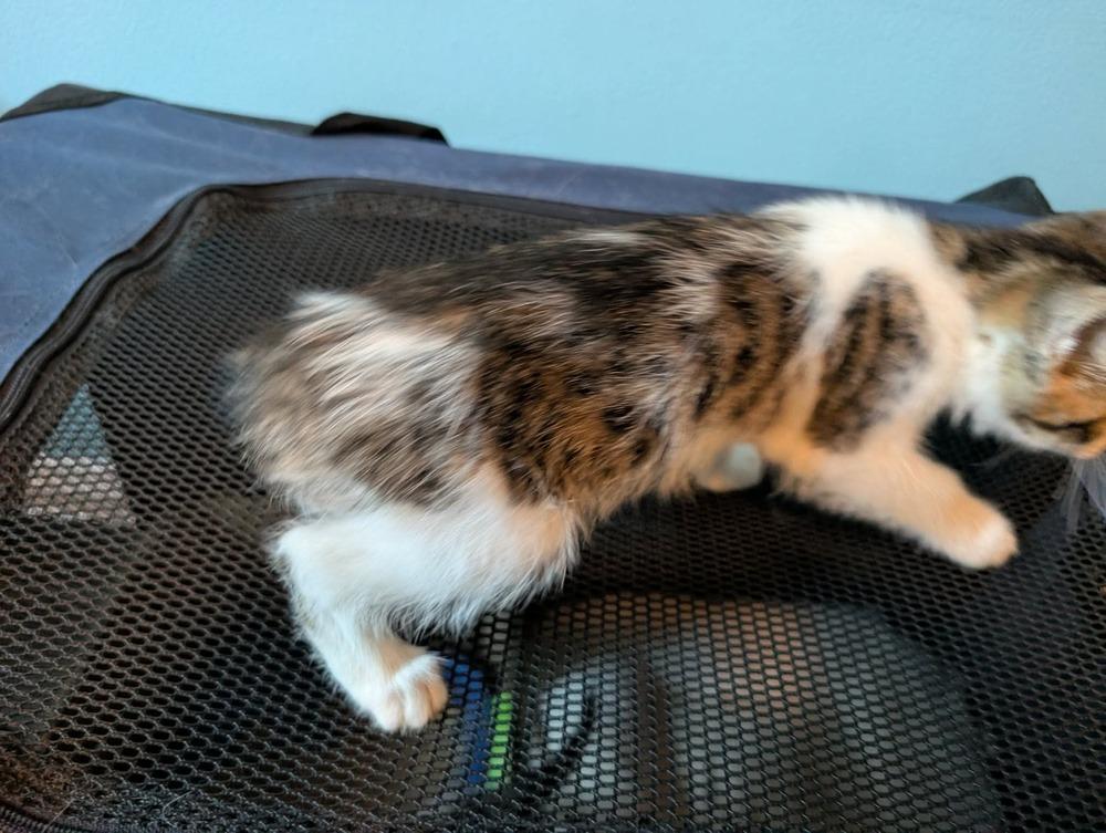 Garden, Adoptable, Kitten Female Domestic Medium Hair & Tabby.
