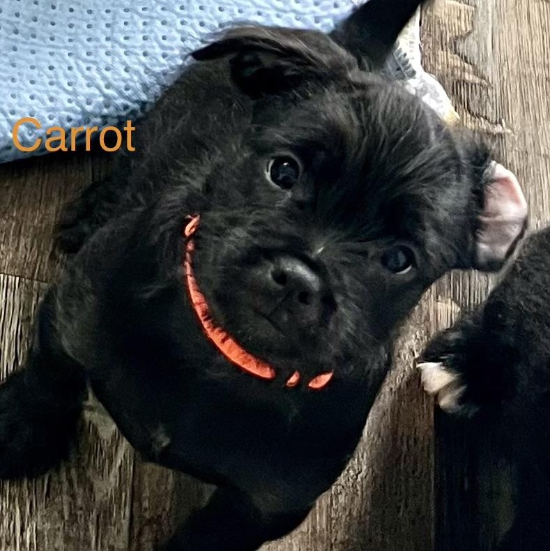 Carrot, an adopted mixed breed in Hughesville, MD image 1/2