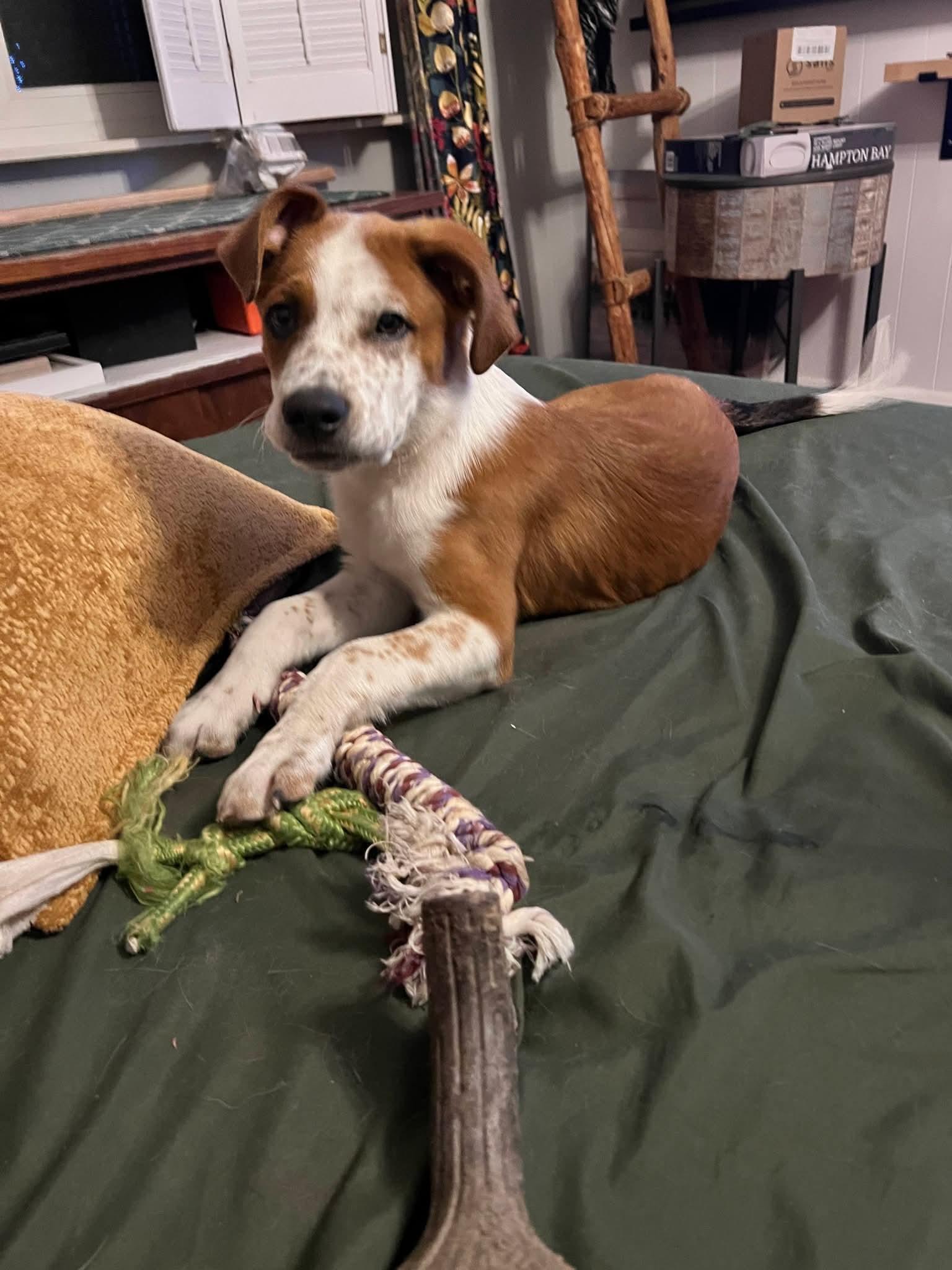 Red, Adoptable, Young Male Mixed Breed.