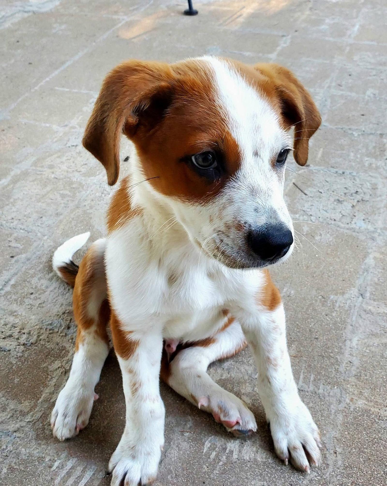 Red, a Adoptable Mixed Breed in Fenton, MO image 2/2