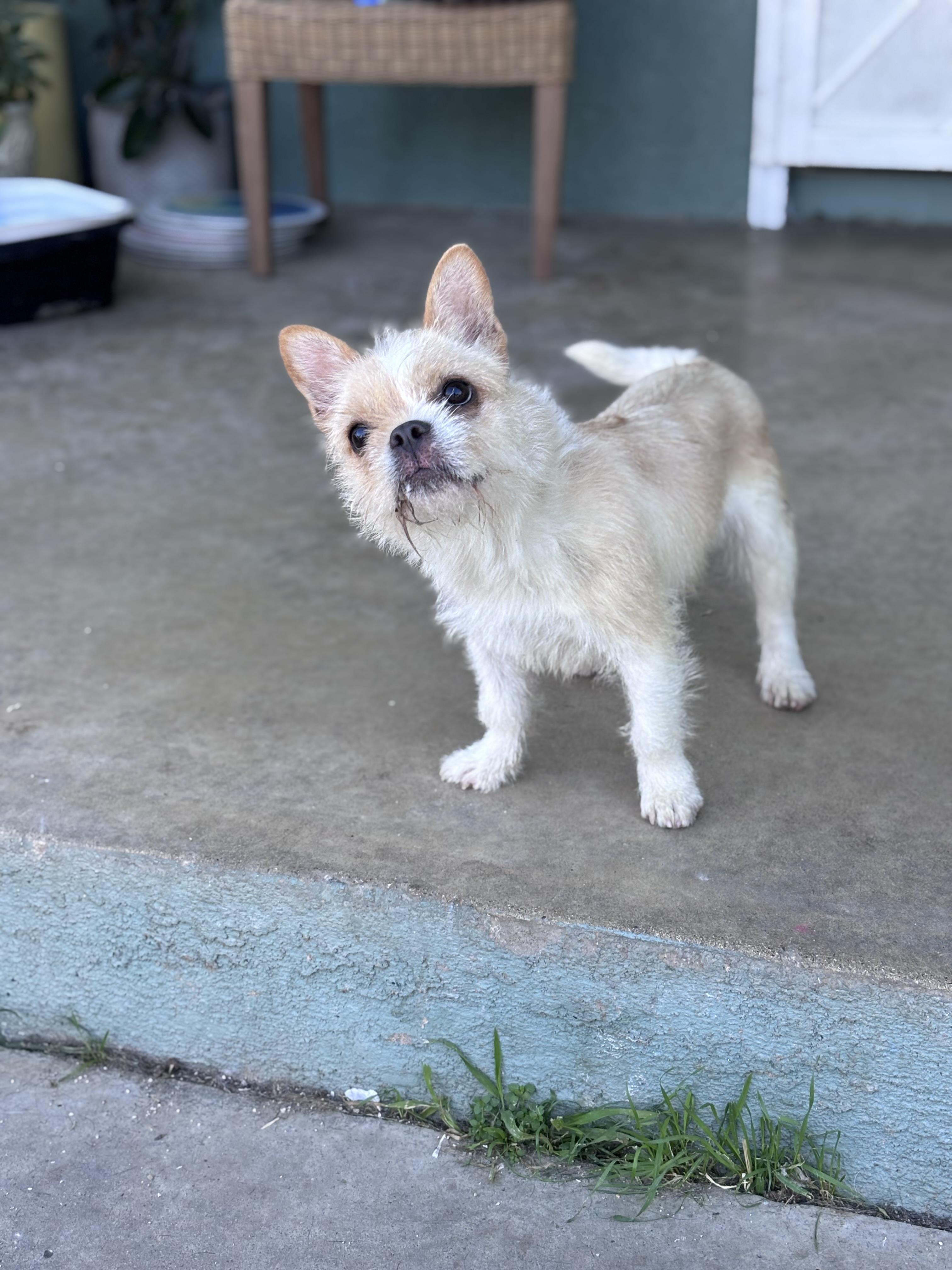 Enlarge Buttercup, a ADOPTABLE mixed breed in Corona, CA image 2/3